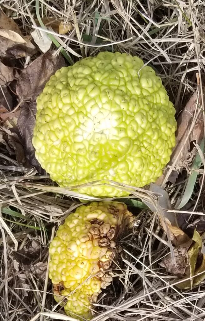 Hedge Balls, The Magical Fruit - Shelley Jones Clark