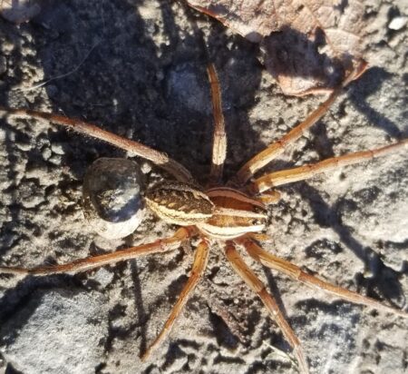 wolf spider with egg sac