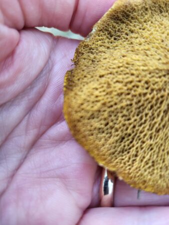 Pores on a bolete mushroom