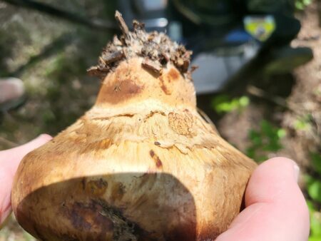 scleroderma mushroom