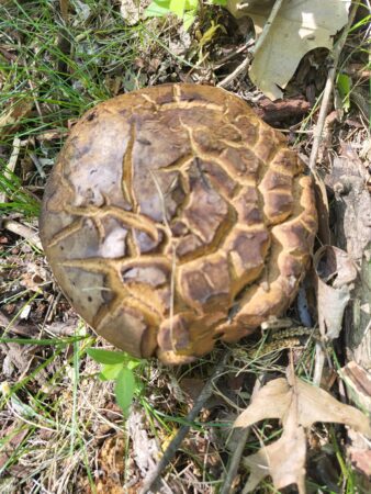 Scleroderma mushroom