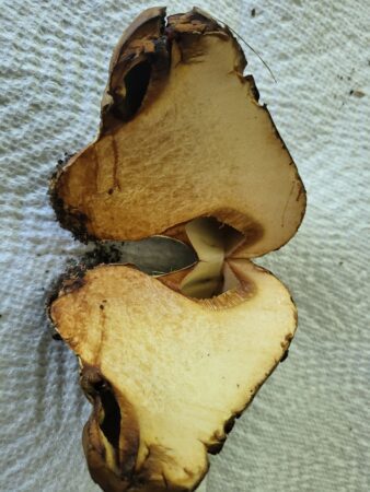 scleroderma mushroom